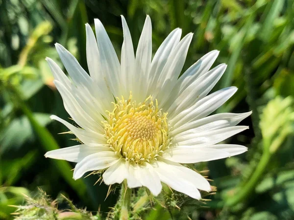 Różnorodna Flora Tropikalne Kwiaty Ogrodzie Botanicznym Gallen Szwajcaria Der Botanische — Zdjęcie stockowe