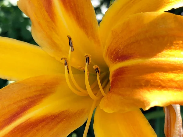 Vielfältige Flora Und Tropische Blumen Botanischen Garten Gallen Der Botanische — Stockfoto