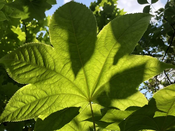 植物園の多様な植物や熱帯の花 Gallen Switzerland Der Botanische Garden Stank Gallen Sweiz — ストック写真