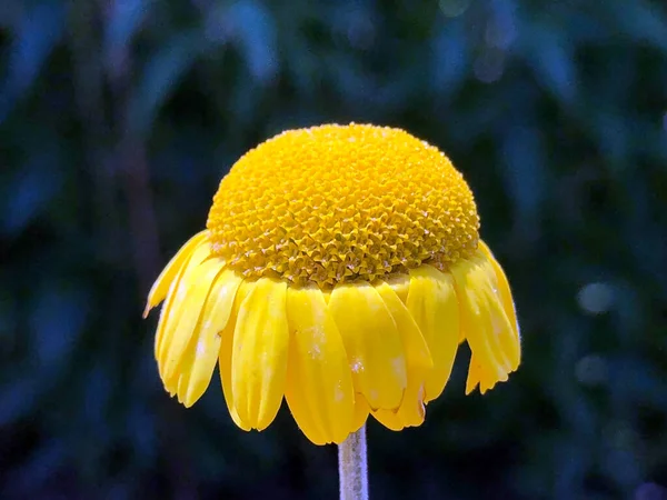 Różnorodna Flora Tropikalne Kwiaty Ogrodzie Botanicznym Gallen Szwajcaria Der Botanische — Zdjęcie stockowe