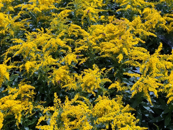 Flora Diversa Flores Tropicais Jardim Botânico Gallen Suíça Der Botanische — Fotografia de Stock