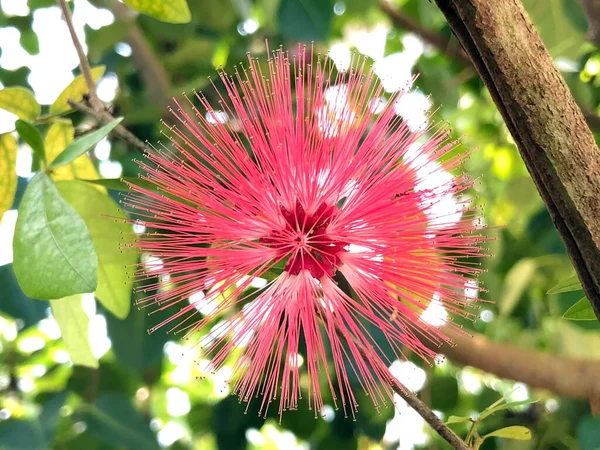 Flore Variée Fleurs Tropicales Dans Jardin Botanique Gallen Suisse Der — Photo