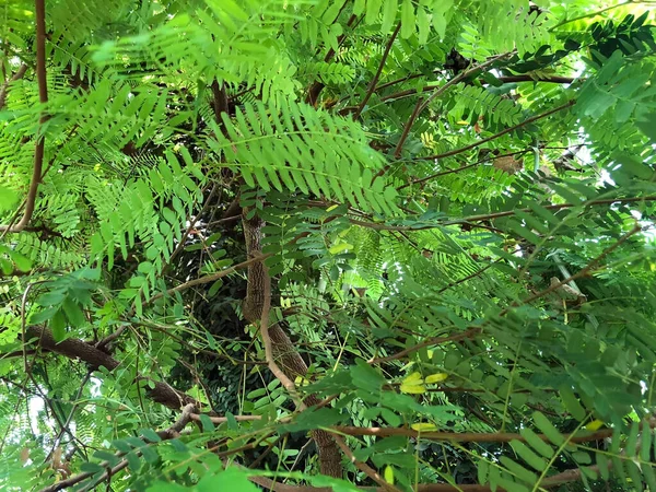 Vielfältige Flora Und Tropische Blumen Botanischen Garten Gallen Der Botanische — Stockfoto