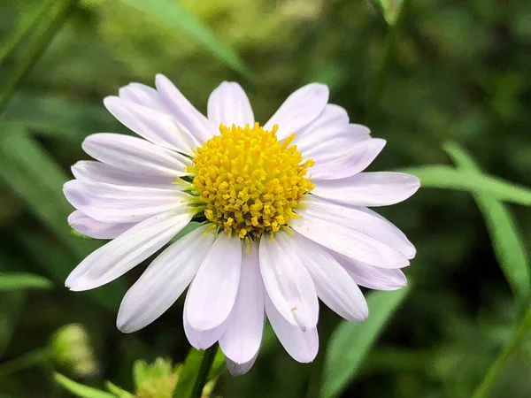 Różnorodna Flora Tropikalne Kwiaty Ogrodzie Botanicznym Gallen Szwajcaria Der Botanische — Zdjęcie stockowe