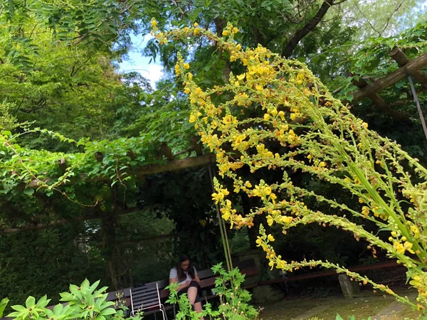 植物園の多様な植物や熱帯の花 Gallen Switzerland Der Botanische Garden Stank Gallen Sweiz — ストック写真