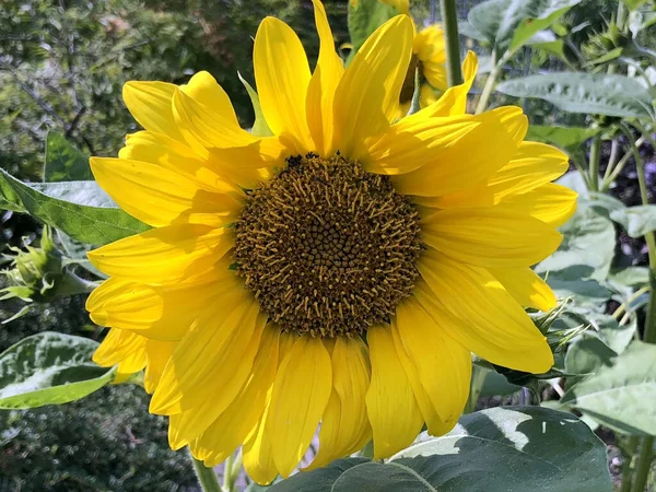 Różnorodna Flora Tropikalne Kwiaty Ogrodzie Botanicznym Gallen Szwajcaria Der Botanische — Zdjęcie stockowe