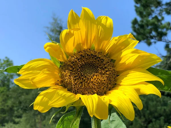 Różnorodna Flora Tropikalne Kwiaty Ogrodzie Botanicznym Gallen Szwajcaria Der Botanische — Zdjęcie stockowe