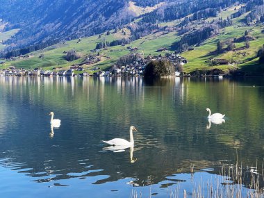 İsviçre subalpin gölü Lauerz 'deki Kuğular Schwyz, İsviçre - Die Schwne auf Lauerzersee im Talkessel von Schwyz, Schweiz