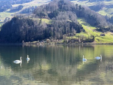 İsviçre subalpin gölü Lauerz 'deki Kuğular Schwyz, İsviçre - Die Schwne auf Lauerzersee im Talkessel von Schwyz, Schweiz