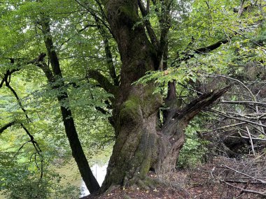 Rakov Skocjan vadisi veya Rakov Skocjan Peyzaj Parkı, Slovenya - Das Karstreservat Rakov Skocjan. Slowenien - Krajinski parkı Rakov Skocjan, Slovenya