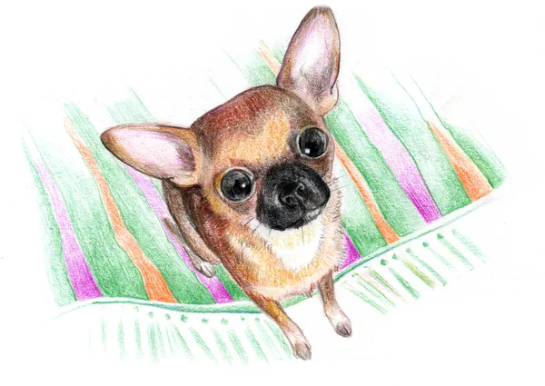 Çizim kağıt, renkli kalem, şirin küçük köpek, bir halıya, chihuahua doğurmak