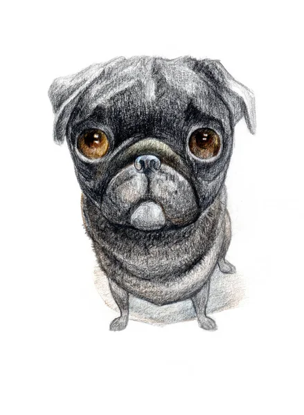 Retrato Cão Desenho Papel Raça Pug — Fotografia de Stock