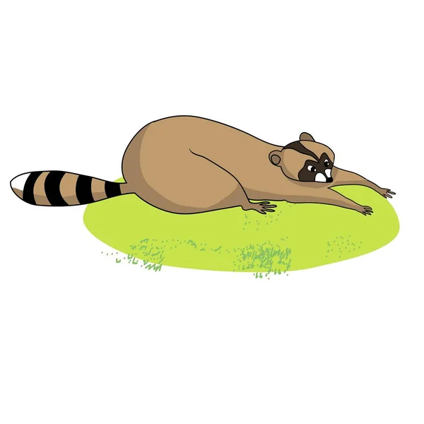 Cute Raccoon Green Grass Cartoon Character Raccoon Pet Drawing Color — Stock Vector