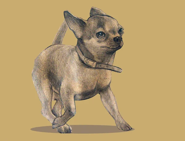 Imagem Cão Uma Raça Pequena Chihuahua Animal Estimação Desenhando Sobre — Fotografia de Stock