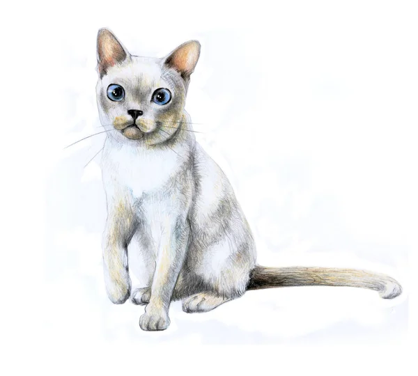 White fluffy cat, drawing on paper with colored pencils, color illustration