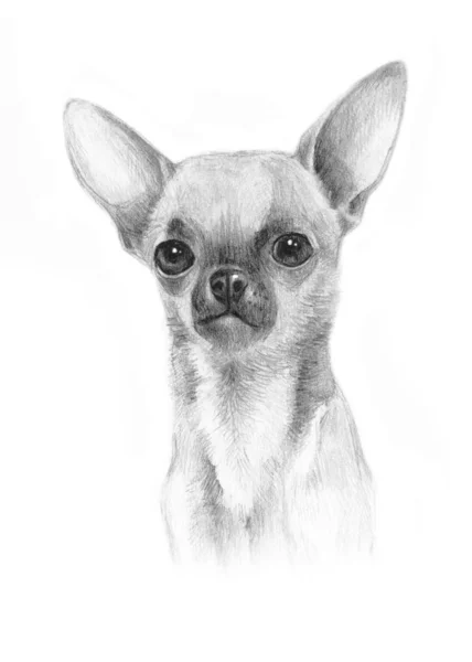 Imagem Cão Uma Raça Pequena Chihuahua Animal Estimação Desenhando Sobre — Fotografia de Stock