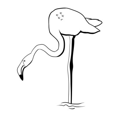 Flamingo balık arıyor, grafik çizim, vektör illüstrasyon