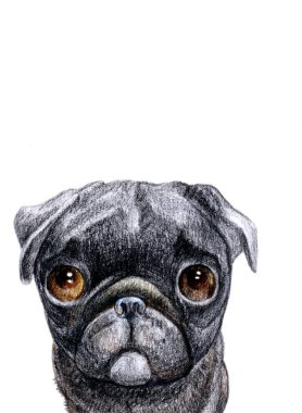 Köpek, PET, kağıt üzerine kalem çizimi, kartpostal tasarımı