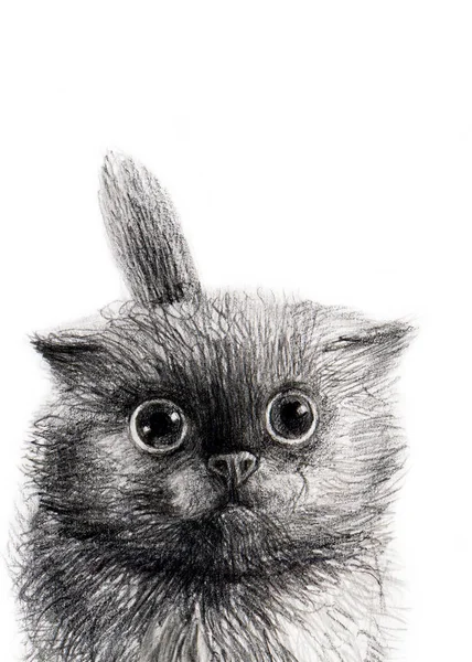 Katze Haustier Bleistiftzeichnung Auf Papier Postkartendesign — Stockfoto