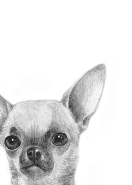 Chien Animal Compagnie Dessin Crayon Sur Papier Dessin Carte Postale — Photo