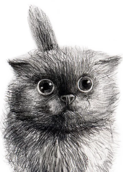 Cat Pet Pencil Drawing Paper Postcard Design — Stock Photo, Image