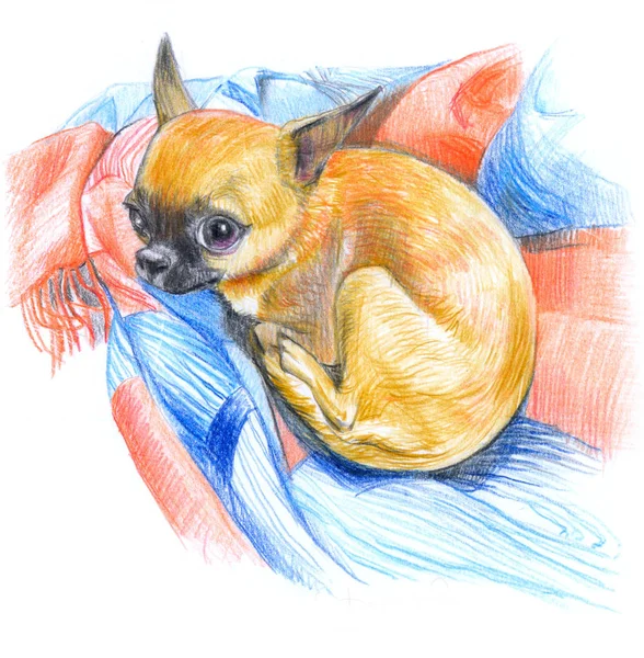 Niedlicher Roter Hund Auf Farbigem Hintergrund Bleistiftzeichnung Auf Papier — Stockfoto