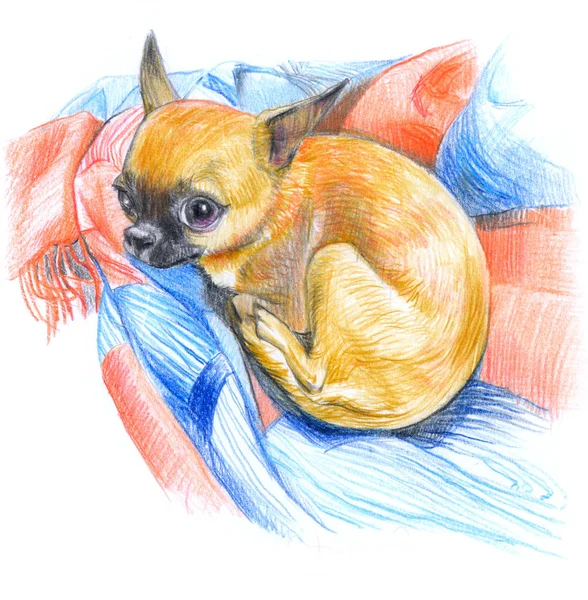 Mignon Chien Rouge Sur Fond Coloré Dessin Crayon Sur Papier — Photo