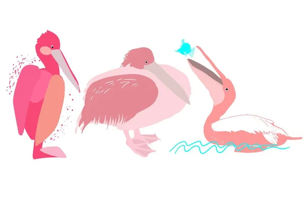 Conjunto Dibujos Aves Grandes Pelícano Rosa Personaje Dibujos Animados Vector — Archivo Imágenes Vectoriales