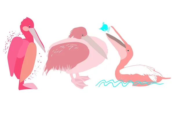 Pelícano rosado imágenes de stock de arte vectorial | Depositphotos