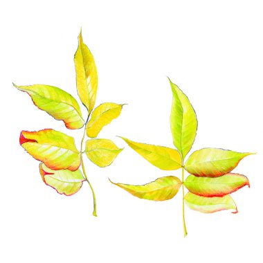 Parlak sarı, güzel yapraklar, sonbahar arkaplanı, pankart, renkli kalem çizimi için