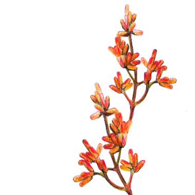 Böğürtlenli parlak turuncu güzel dallar, sonbahar arkaplanı, afiş, basılı maddenin tasarımı ve dekorasyonu için mevsimlik tema, renkli kalem çizimi