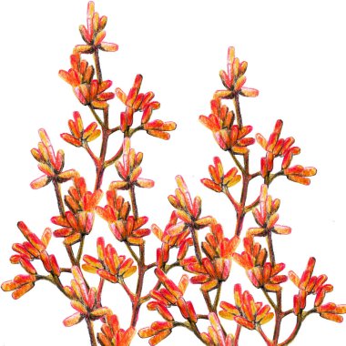 Thickets of beautiful bright orange branches and berries of barberry, autumn background, banner, for the design and decoration of printed matter seasonal theme, color pencil drawing