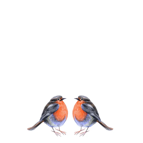 Meeting Two Cute Birds Bright Plumage Scarlet Breast Color Pencil — Stok fotoğraf