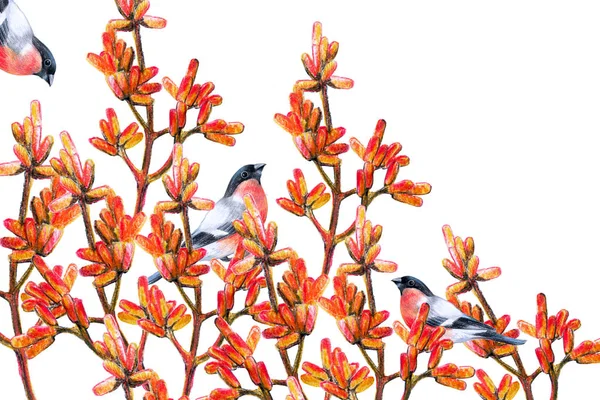 Branches of barberry with berries and a flock of birds, bullfinches, decorative background, banner, autumn landscape, colored pencil drawing on paper