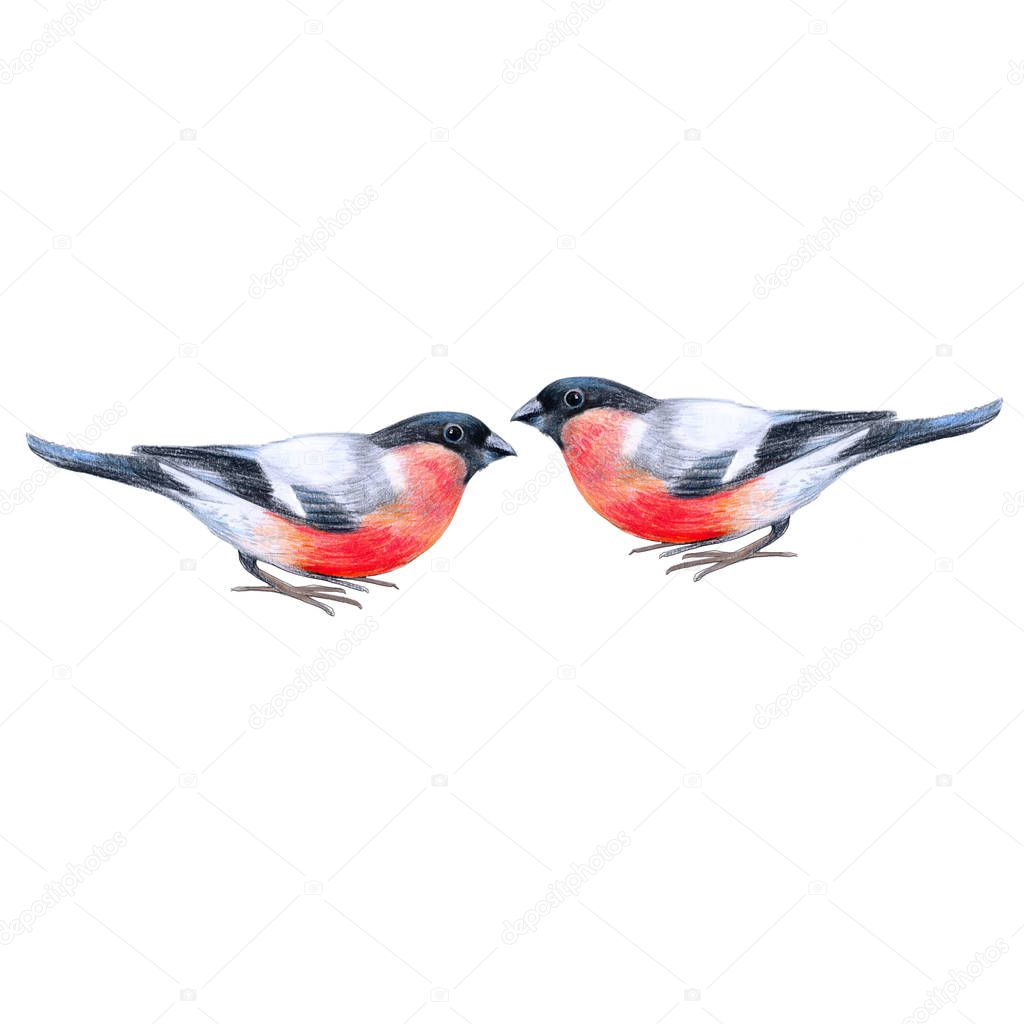 Bullfinches birds, a meeting of two birds, cute bright birds, crayon drawing on a white background, for autumn or winter design and print decoration