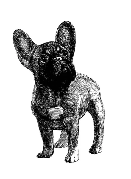 Mignon Bouledogue Français Dessin Encre Sur Papier Sur Fond Blanc — Photo