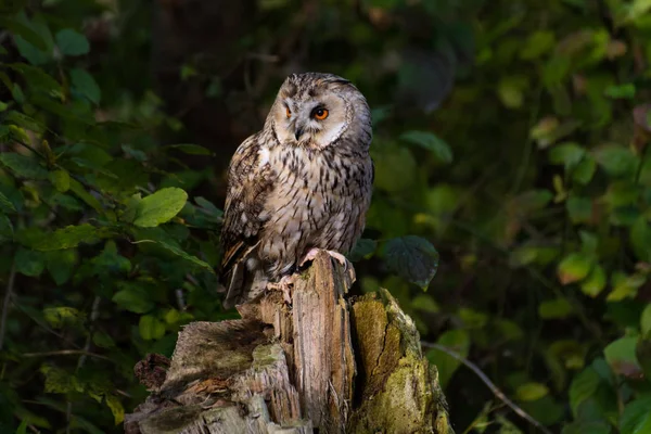 Long Eared Owl Między Liśćmi — Zdjęcie stockowe