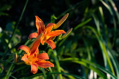 Turuncu lily (lilyum Bulbiferum)