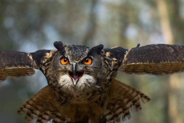 Portrait of an eagle-owl (bubo bubo) staring at the photographer clipart