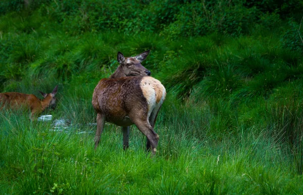 Nehind を探して鹿 — ストック写真