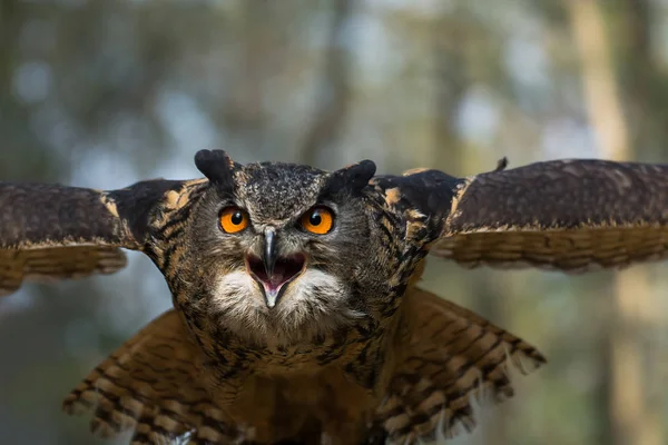 Portret Puchacz Bubo Bubo Wpatrując Się Fotografa — Zdjęcie stockowe