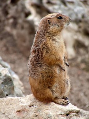 Kahverengi çayır köpeği ayakta