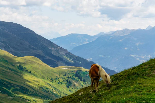 One Palomino Horse Feeding Side Mountain Summer — Stock Photo, Image