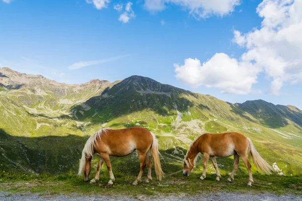 Two Palomino Horses Browsing Mountains Sky Backgroud — Stock Photo, Image