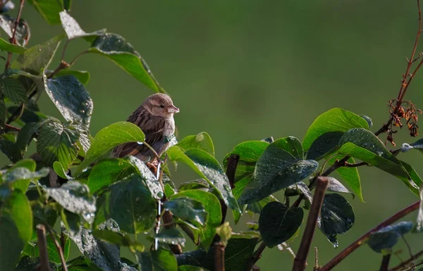 一只母麻雀与食物在它的喙之间在湿的分支在日出 — 图库照片