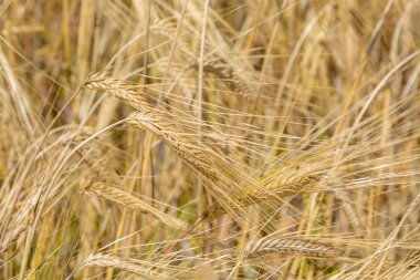 Alan arpa kulak bira üretimi için