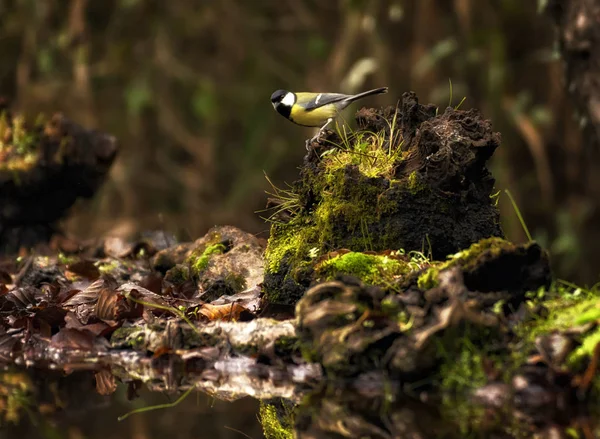 Great Tit Standing Branch Wood Autumn — Stock Photo, Image