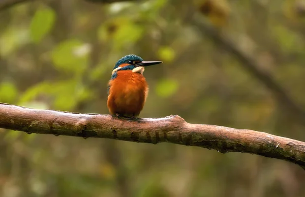 Male Kingfisher Standing Branch Wood Autumn — Stock Photo, Image
