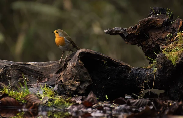 Rotkehlchen Steht Herbst Auf Einem Ast Wald — Stockfoto