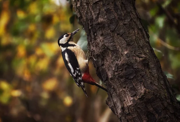 Great Spotted Woodpecker Trunk Forest River Sile Treviso Italy Autumn — Stock Photo, Image